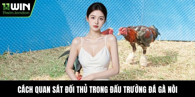 Cách quan sát đối thủ trong đấu trường Đá Gà Nòi