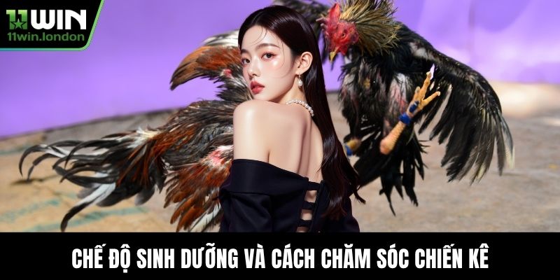 Chế độ sinh dưỡng và cách chăm sóc chiến kê