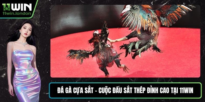 Đá Gà Cựa Sắt – Cuộc Đấu Sắt Thép Đỉnh Cao Tại 11WIN