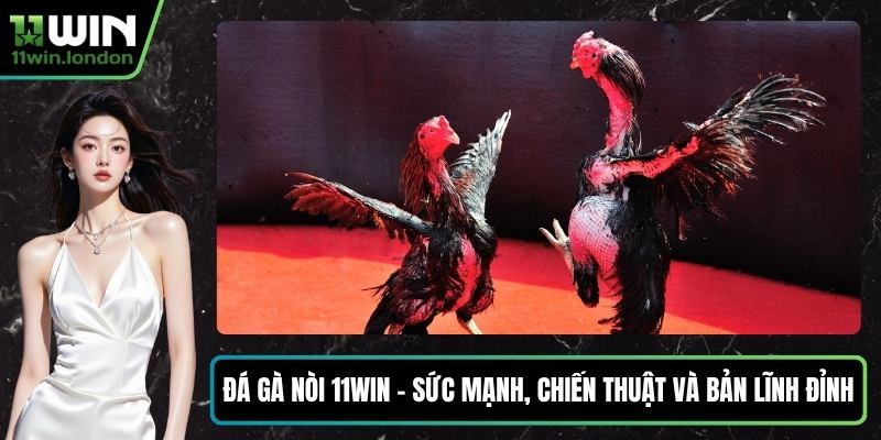 Đá Gà Nòi 11WIN – Sức Mạnh, Chiến Thuật Và Bản Lĩnh Đỉnh Cao