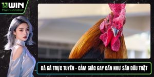 Đá Gà Trực Tuyến – Cảm Giác Gay Cấn Như Sân Đấu Thật