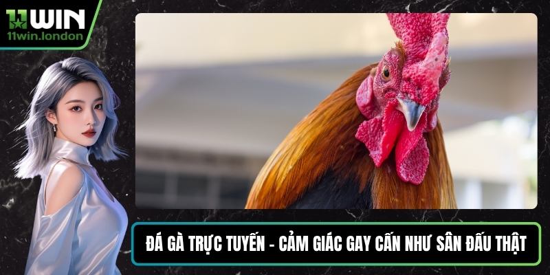 Đá Gà Trực Tuyến – Cảm Giác Gay Cấn Như Sân Đấu Thật