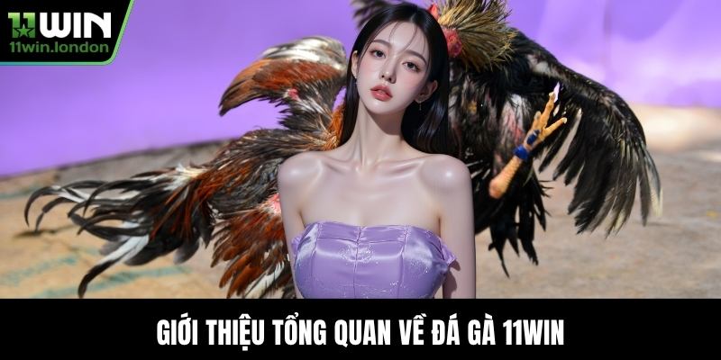 Giới thiệu tổng quan về Đá Gà 11WIN