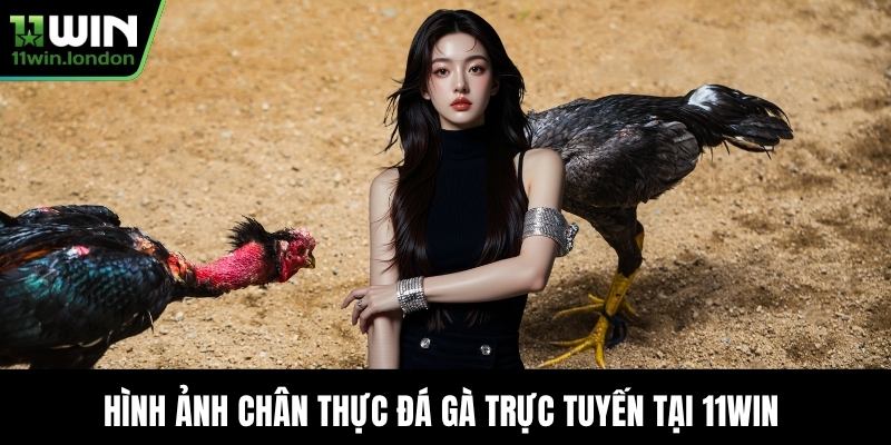 Hình ảnh chân thực Đá Gà Trực Tuyến tại 11WIN
